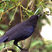 Formosan Whistling-Thrush